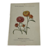 Planche Botanique Gravure naturaliste ancienne 19eme recto verso
