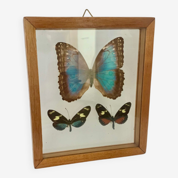 Butterfly wall frame