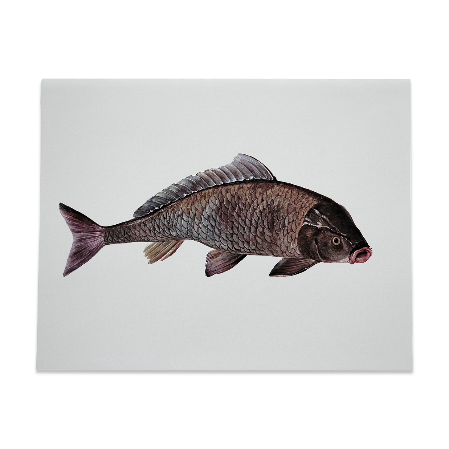 Bestiary la carpe board