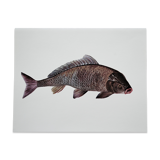 Bestiary la carpe board