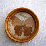 Butterfly tray and coasters