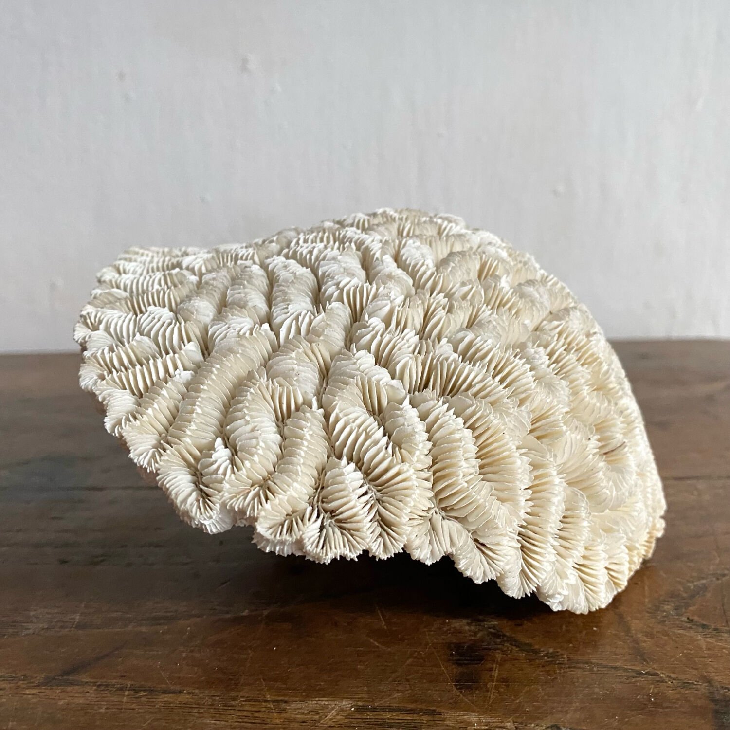 Maze coral or brain coral