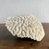 Maze coral or brain coral