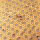 Castelli Plia wicker folding chairs Giancarlo Piretti, set of 8