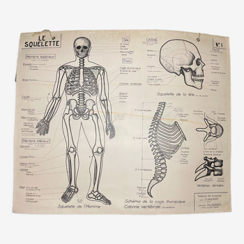 School poster The Skeleton and Bones
