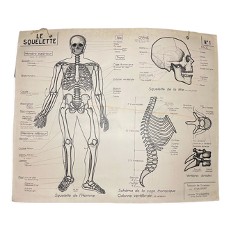 Affiche scolaire Le Squelette et Les Os