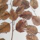Old bird engraving -L'Allouette- Vintage zoological board from 1973 by Seligmann & Catesby