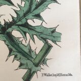 Botanical board, Ed London 1878