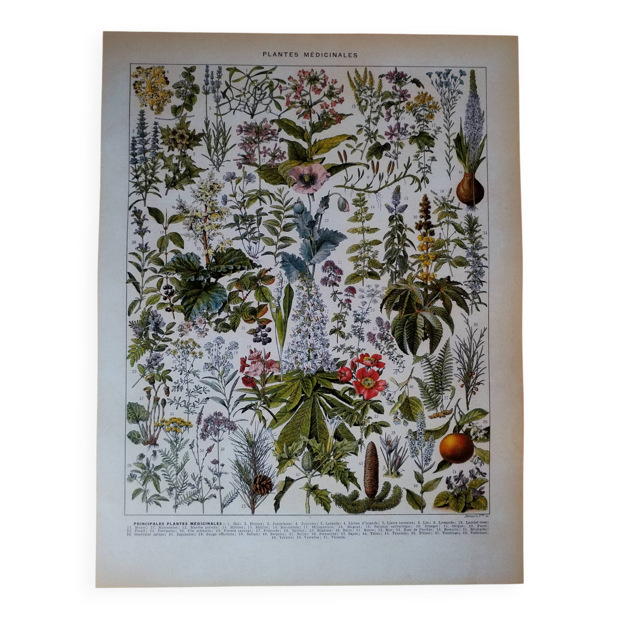 Original lithograph on medicinal plants (2)