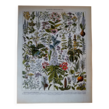 Original lithograph on medicinal plants (2)