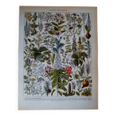 Original lithograph on medicinal plants (2)