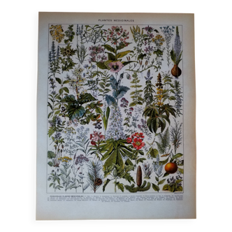 Original lithograph on medicinal plants (2)