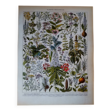 Lithographie originale sur les plantes médicinales