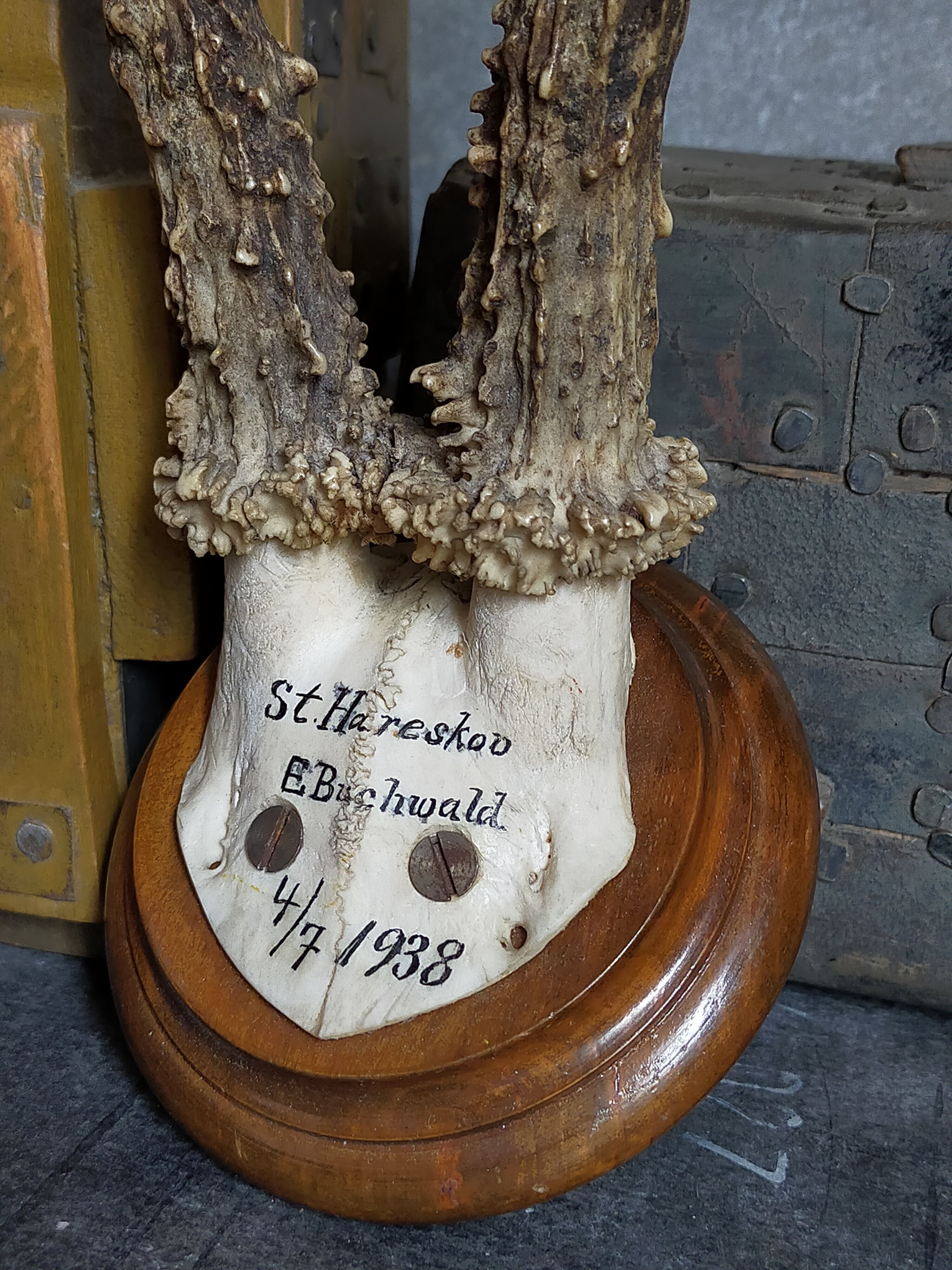Scandinavian hunting trophy old 30 years