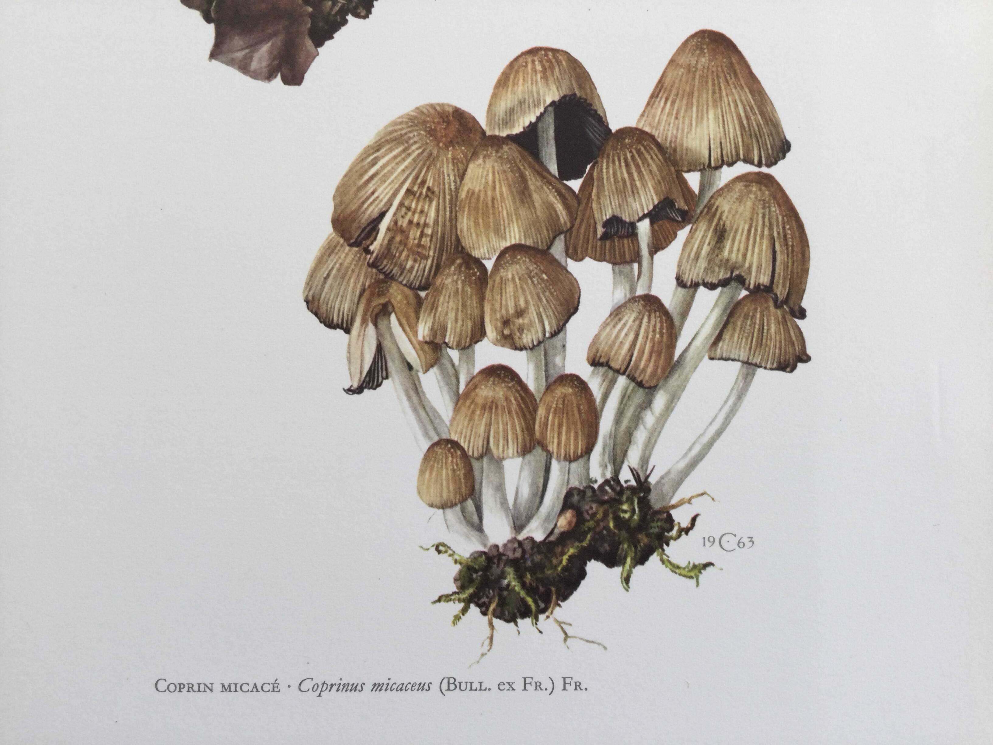 Botanical Illustration Mushrooms Coprinus Micaceus Vintage Print from the 60s