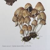 Botanical Illustration Mushrooms Coprinus Micaceus Vintage Print from the 60s