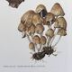 Illustration botanique Champignons  Coprin micacé Impression Vintage des années 60