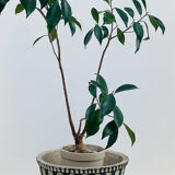 Cache-pot or planter in cement - tripod, brutalist - 1950