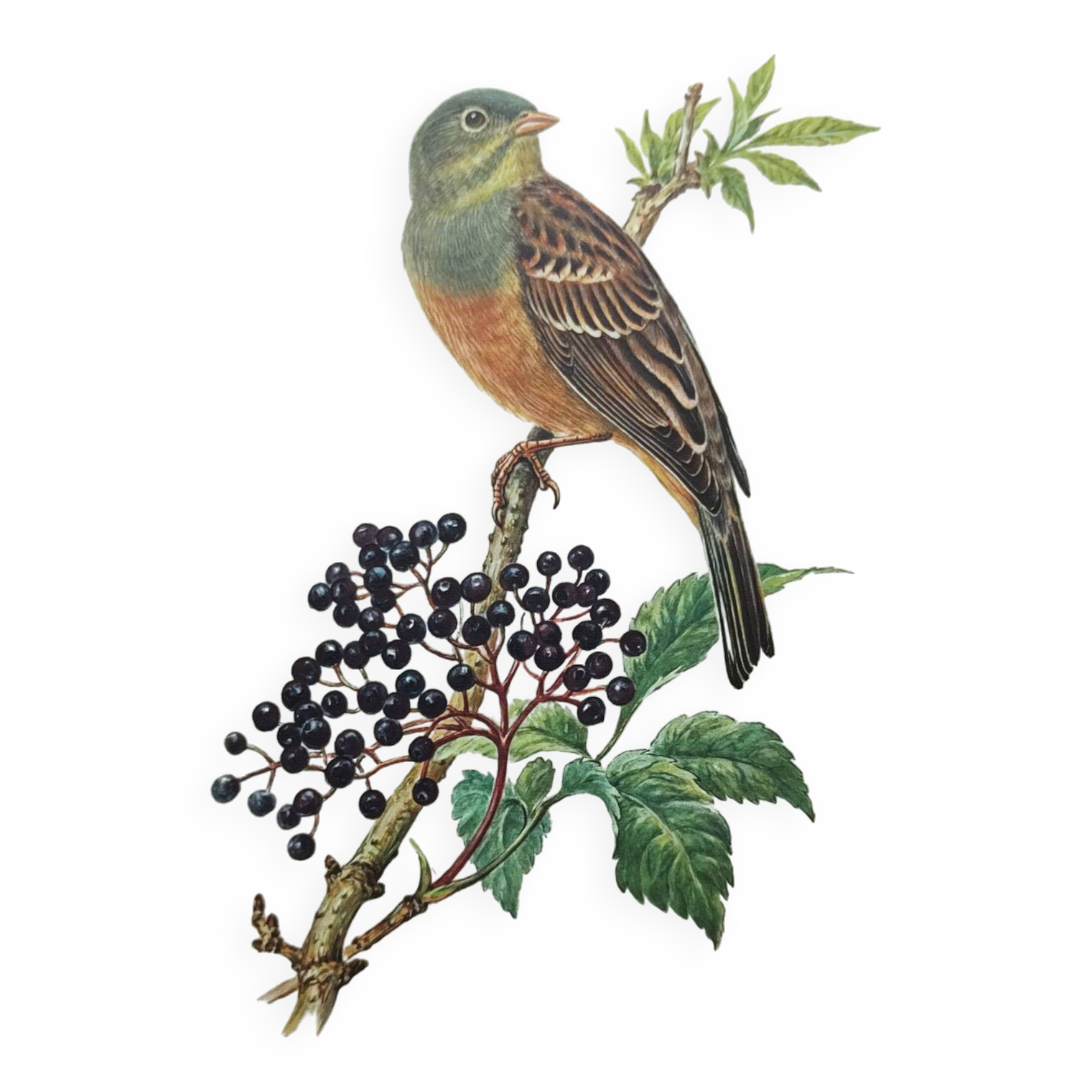 Vintage bird illustration 1960s - Ortolan Bunting - Zoological and ornithological board