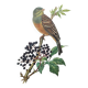 Vintage bird illustration 1960s - Ortolan Bunting - Zoological and ornithological board