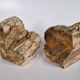 Pair of petrified wood bookends