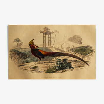 Ornithological board 1838