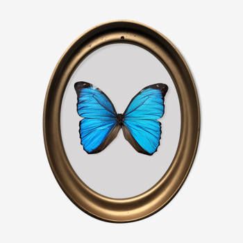 Naturalized butterfly oval bulging frame