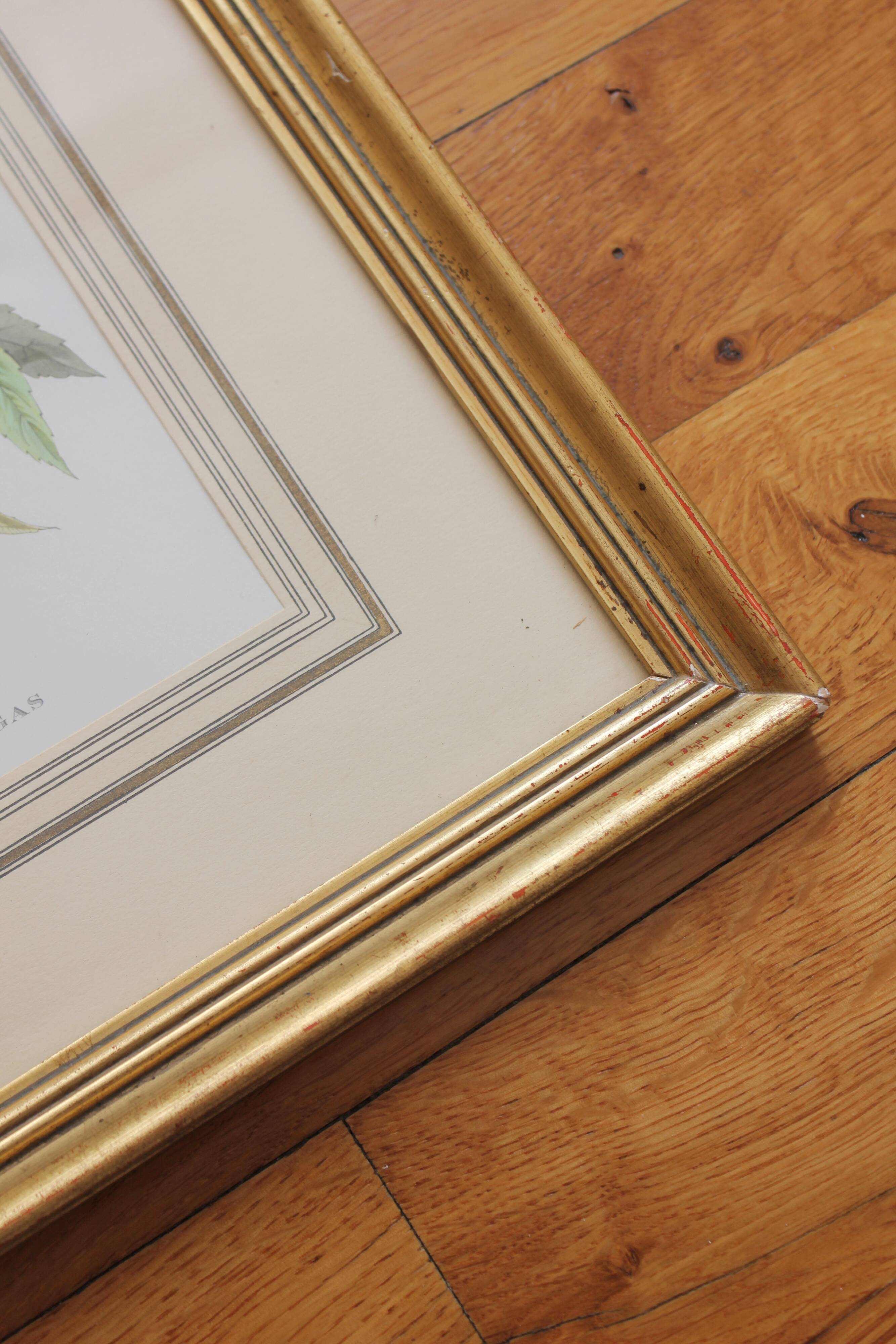 Framed lithograph golden frame bird vintage 60s