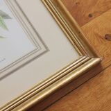 Framed lithograph golden frame bird vintage 60s