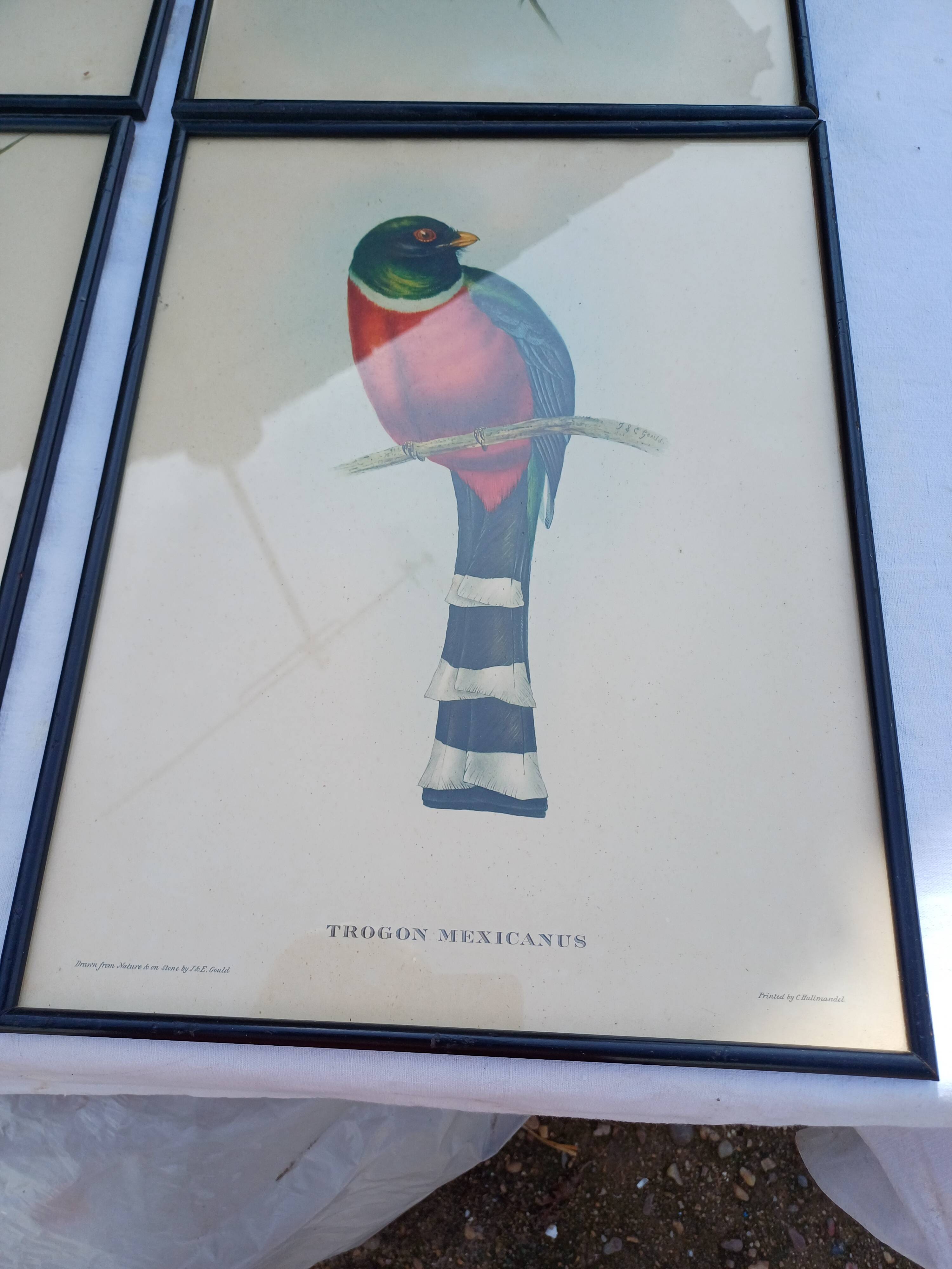 12 Lithographs “Birds of the World”