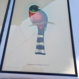 12 Lithographs “Birds of the World”