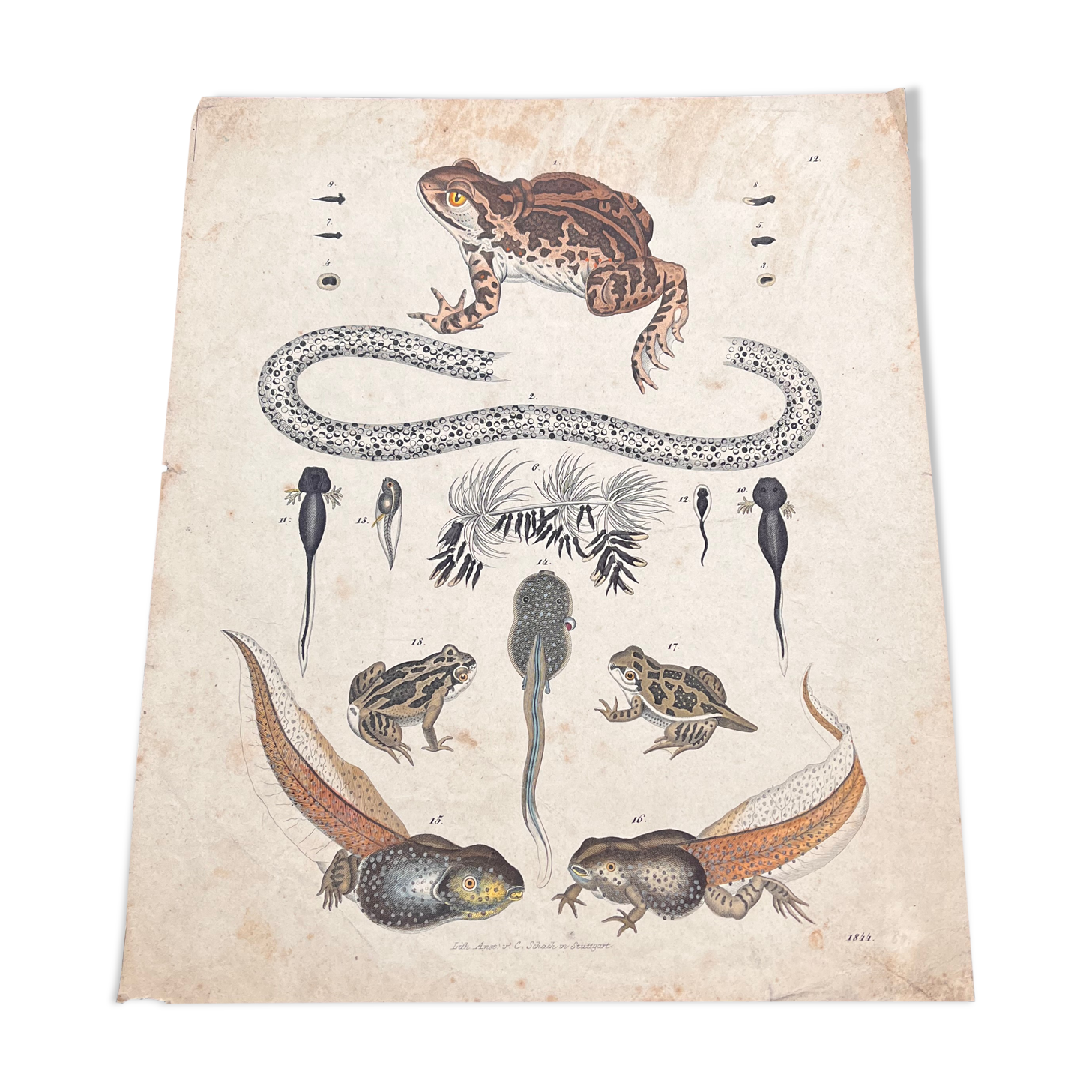Amphibian poster (lithograph)