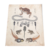 Amphibian poster (lithograph)