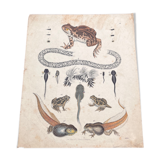 Amphibian poster (lithograph)