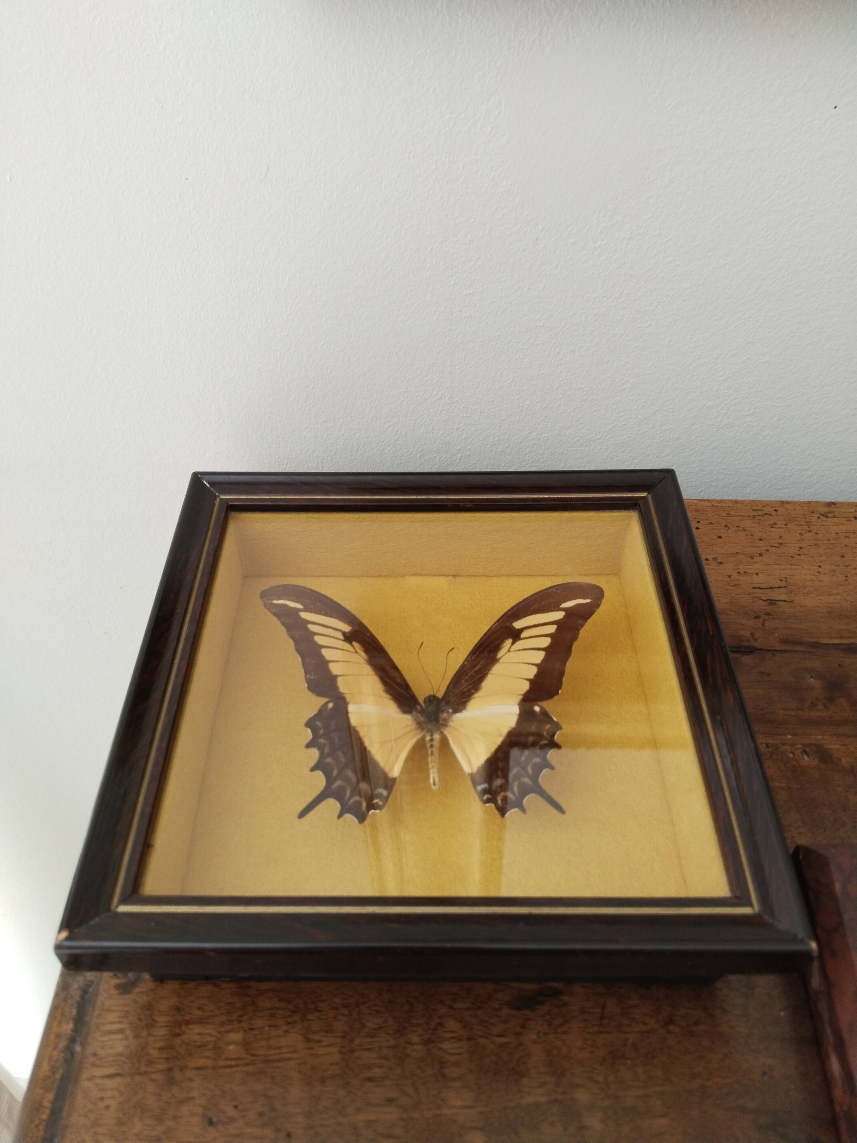 Butterfly stuffed under glass, And.Laodocus