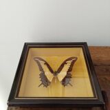 Butterfly stuffed under glass, And.Laodocus