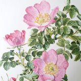 Set of 4 botanical plates roses