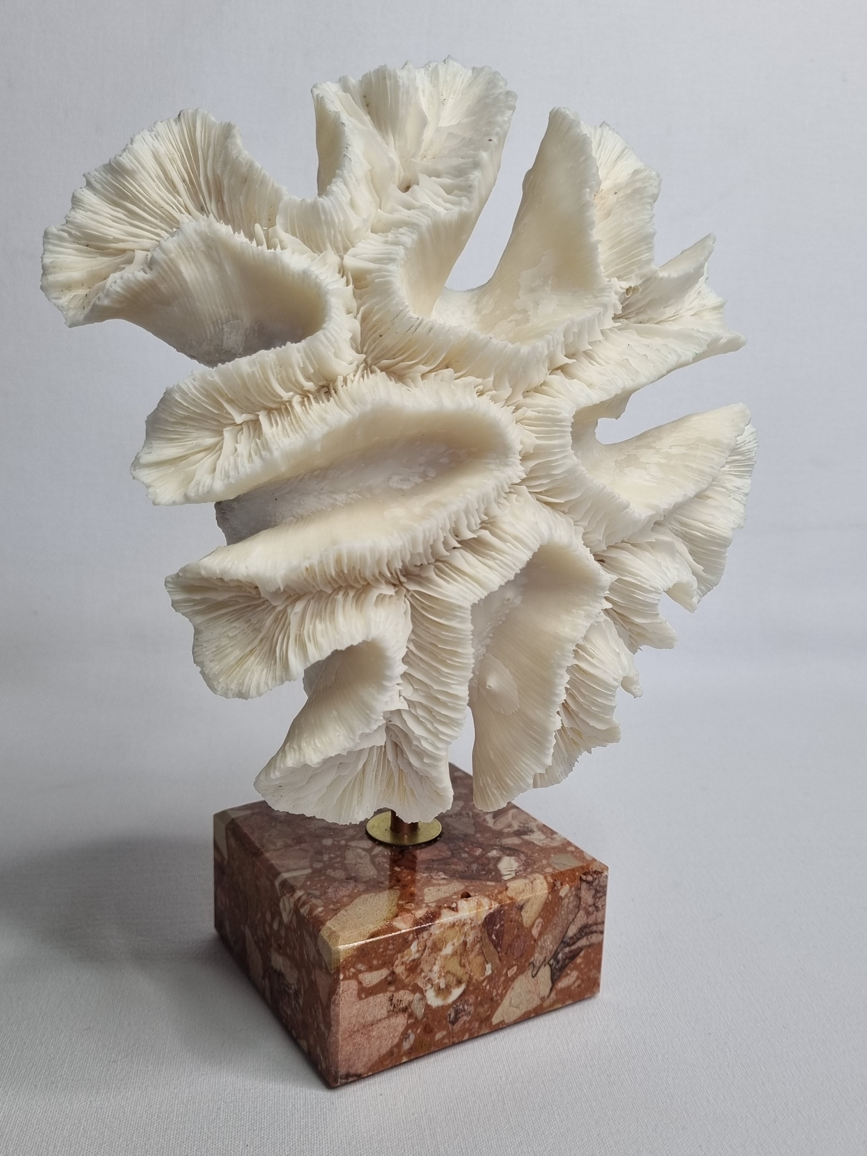 Old white coral "méandrine" on marble base, 25 cm