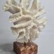Old white coral "méandrine" on marble base, 25 cm
