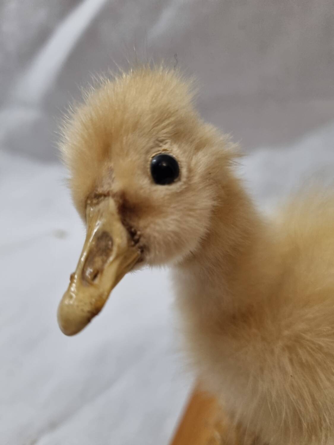 Duckling chick, taxidermy from 1980