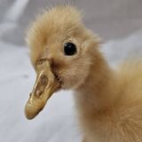 Duckling chick, taxidermy from 1980