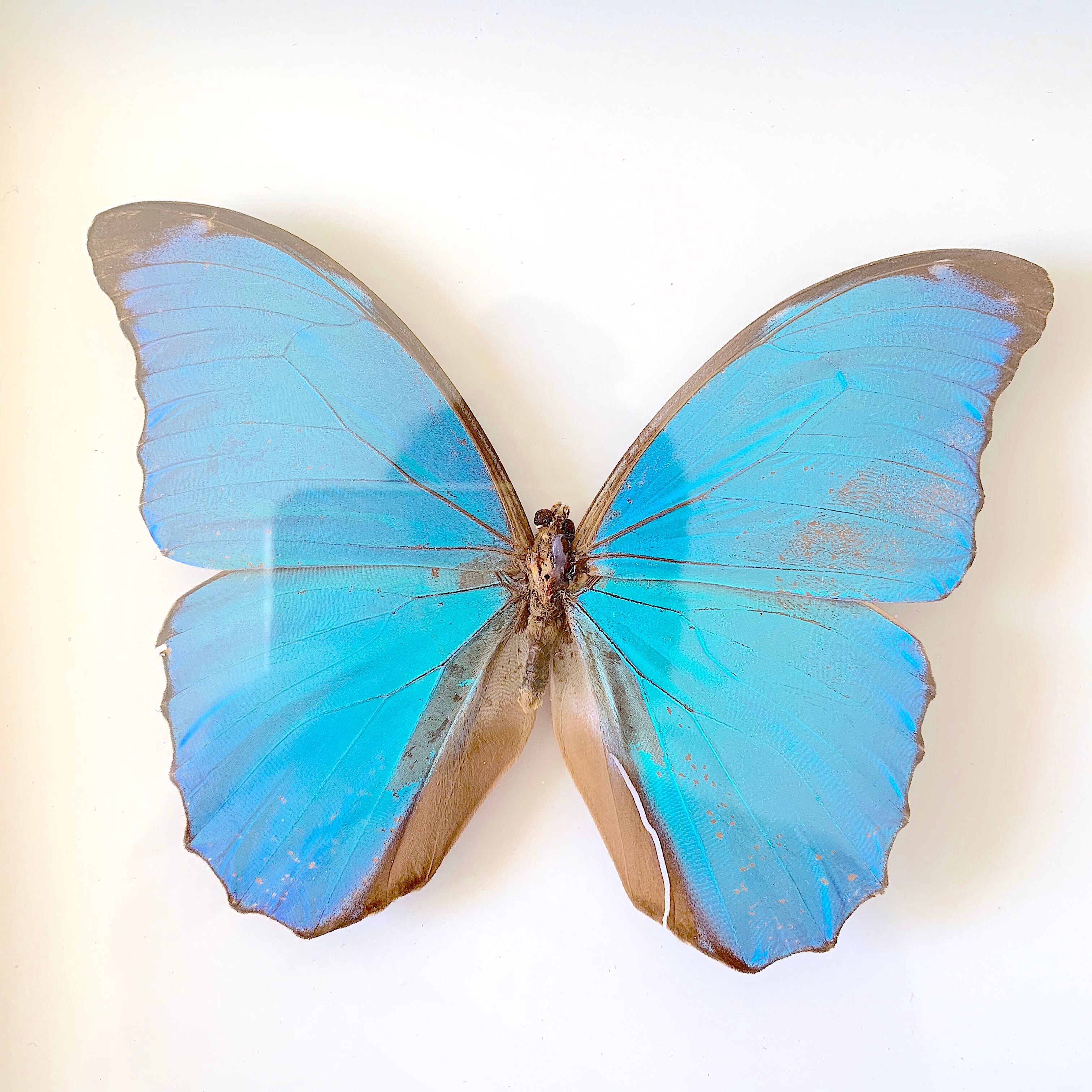 Naturalized butterfly frame