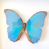 Naturalized butterfly frame