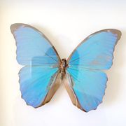 Naturalized butterfly frame