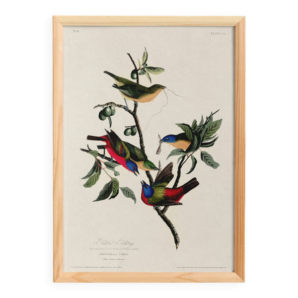 Affiche sur le Passerin nonpareil, d’après une gravure ancienne de 1827.