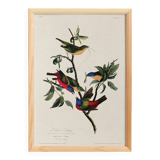 Poster about the Nonpareil Passerin, after an old engraving from 1827.