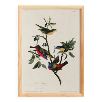 Poster about the Nonpareil Passerin, after an old engraving from 1827.