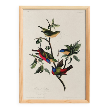 Affiche sur le Passerin nonpareil, d’après une gravure ancienne de 1827.