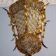 Antique wrought gilt metal hall lantern