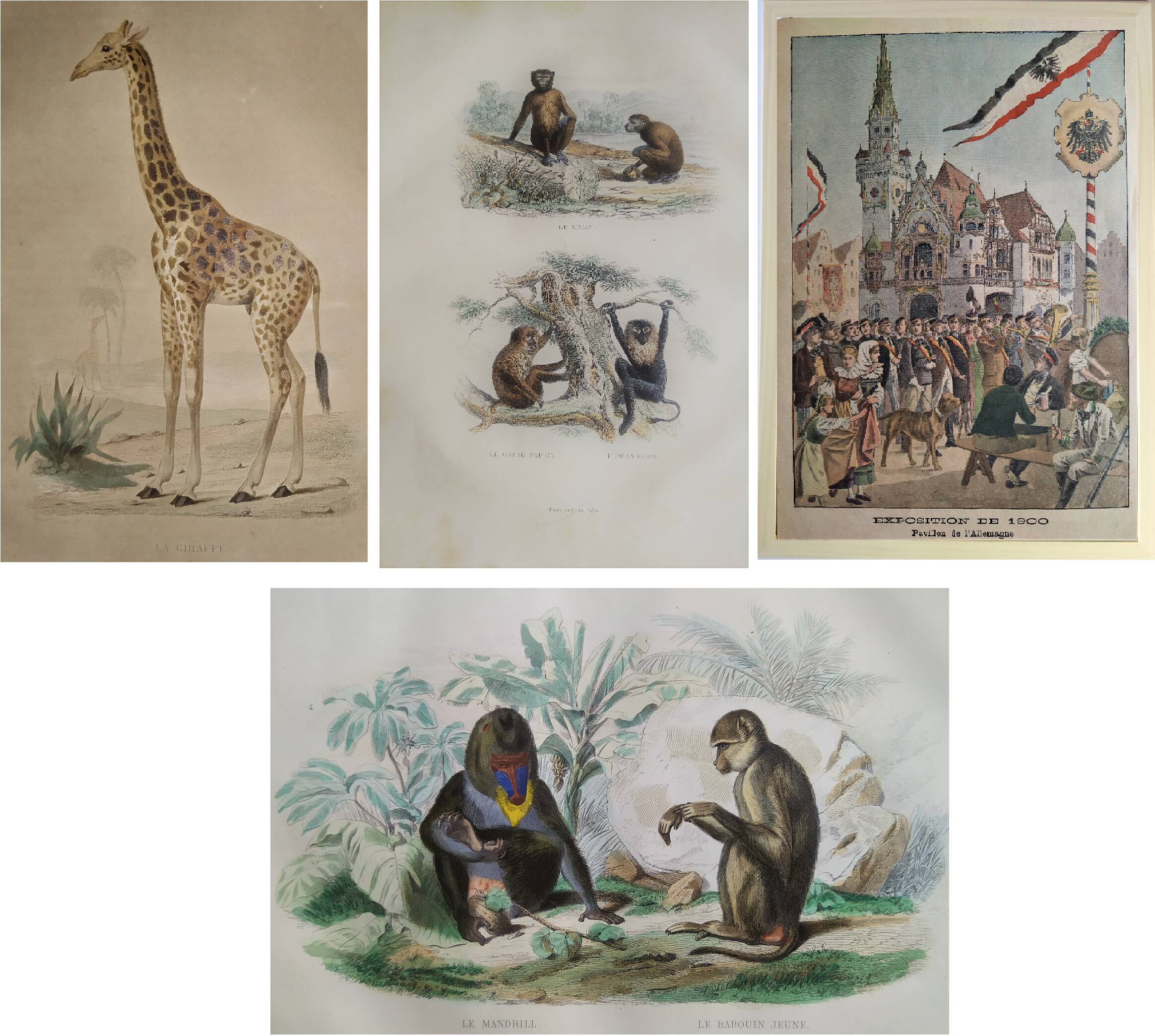 3 zoological engravings & flag of Germany